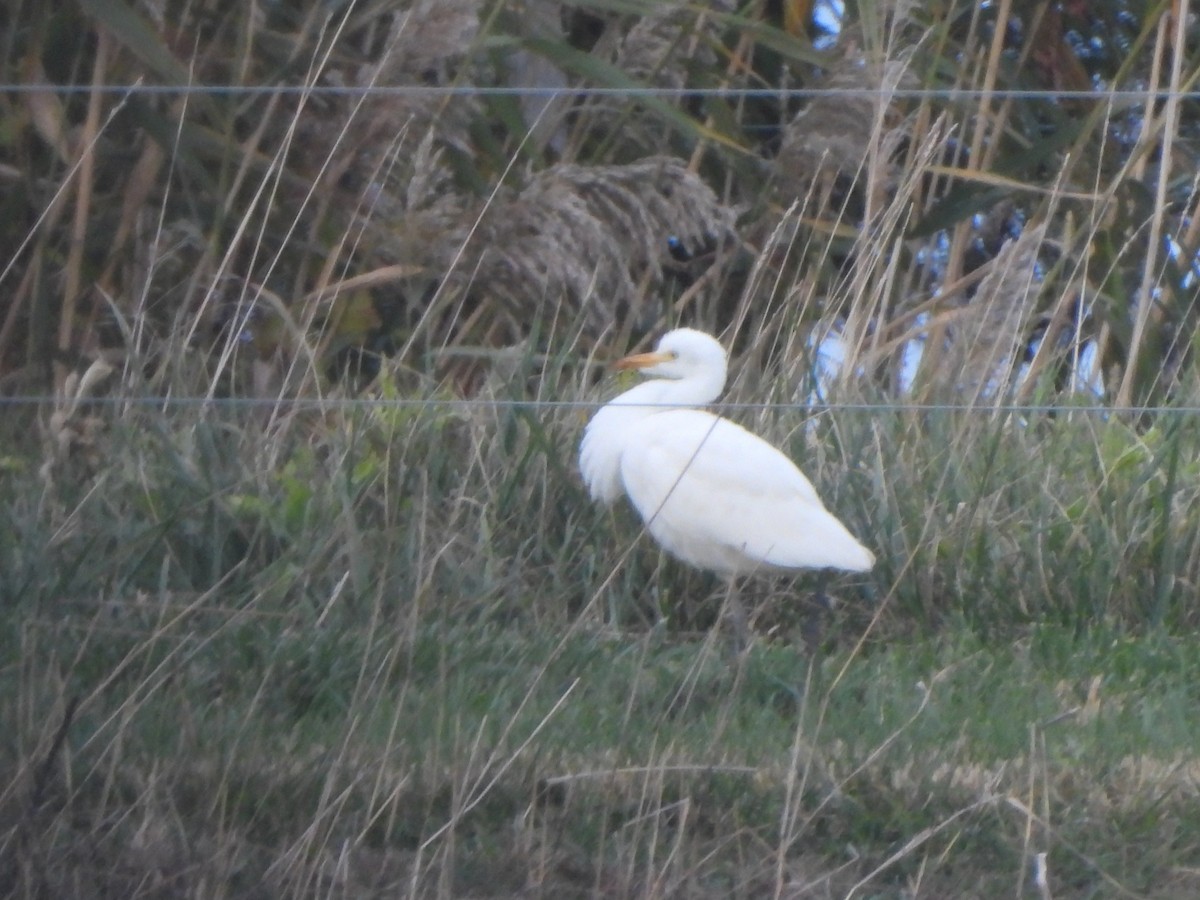 Western Cattle-Egret - ML644061979