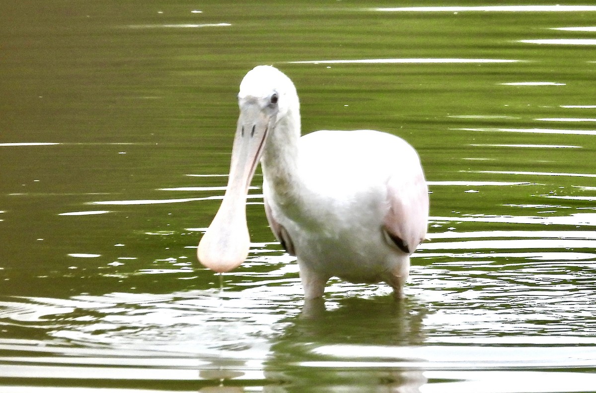 Roseate Spoonbill - ML644061995