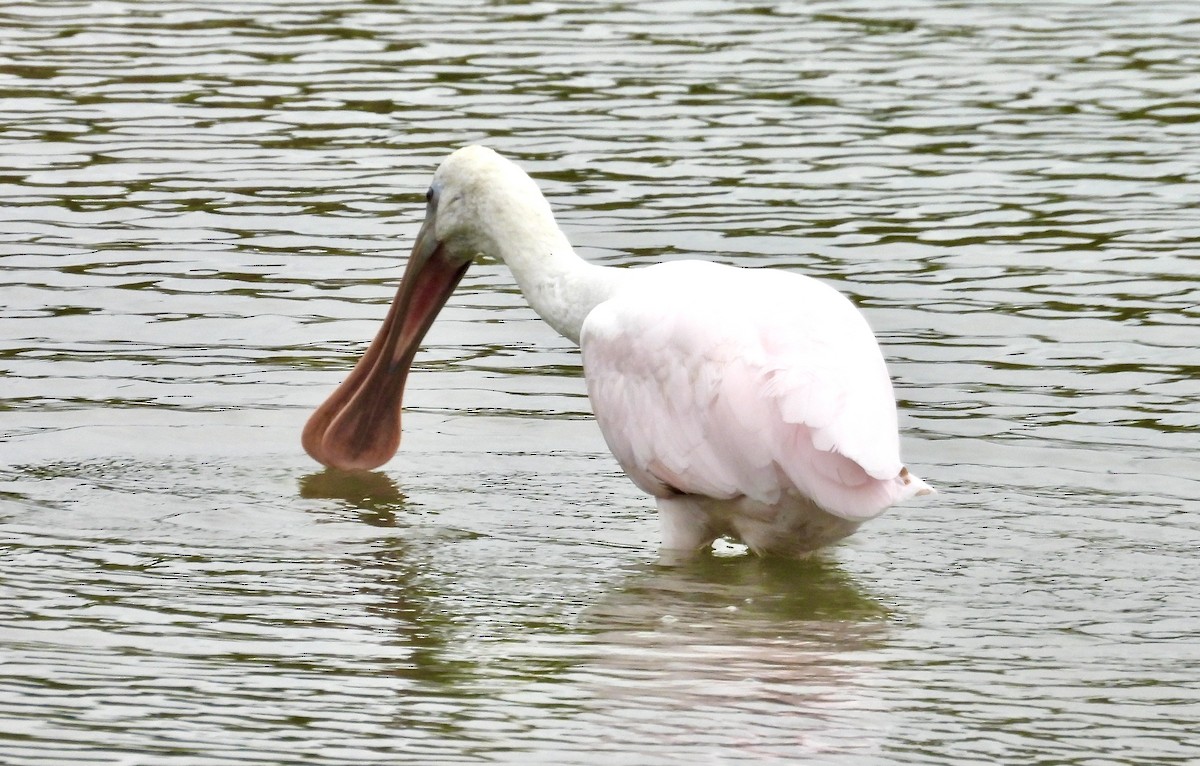 Roseate Spoonbill - ML644061996