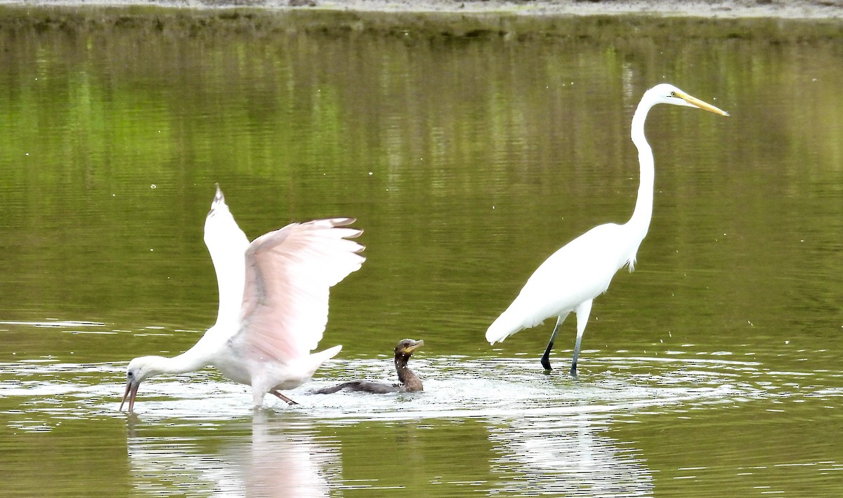 Roseate Spoonbill - ML644061998
