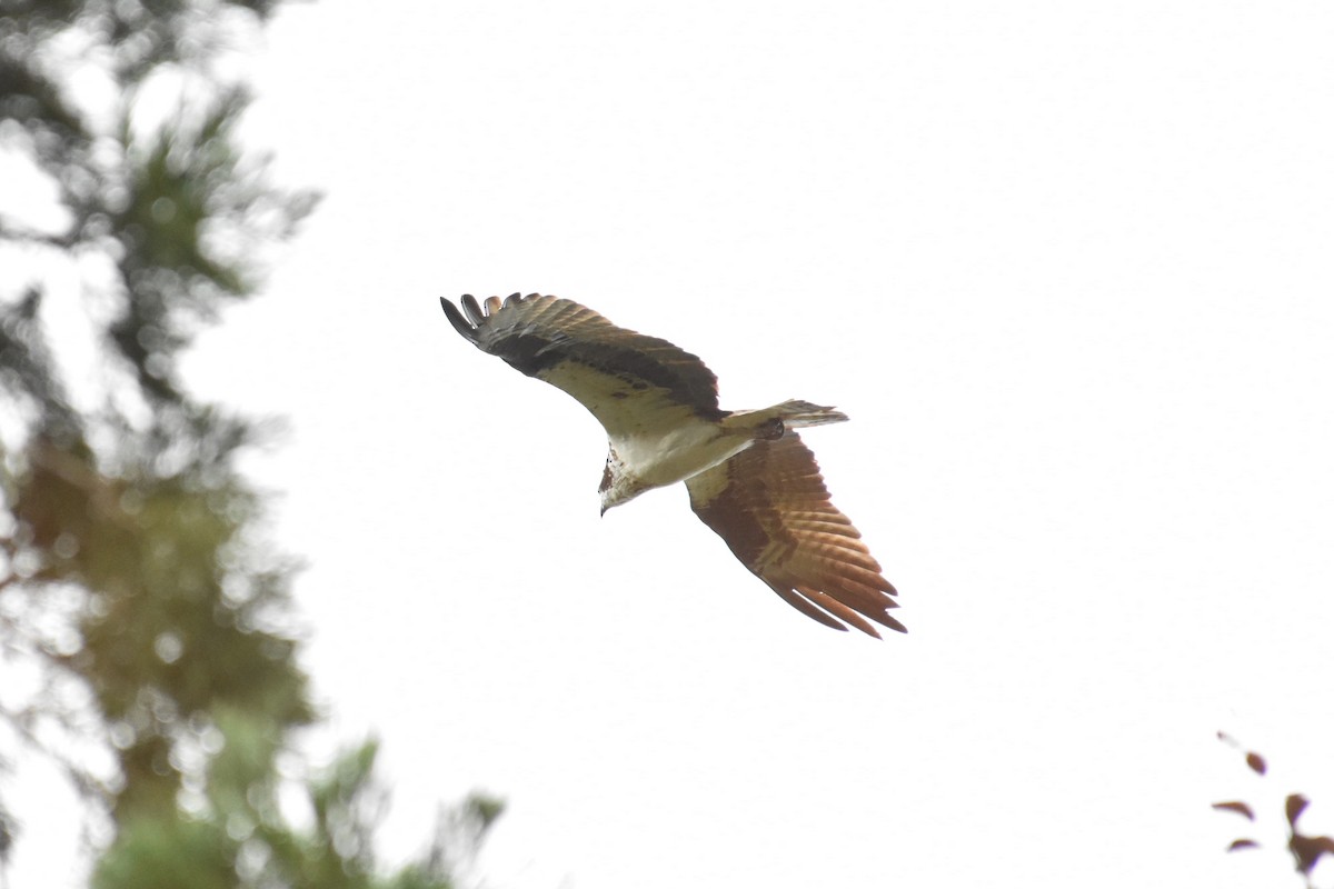 Arrano arrantzalea - ML644062000