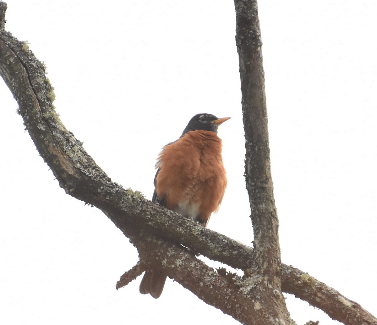 American Robin - ML644062014