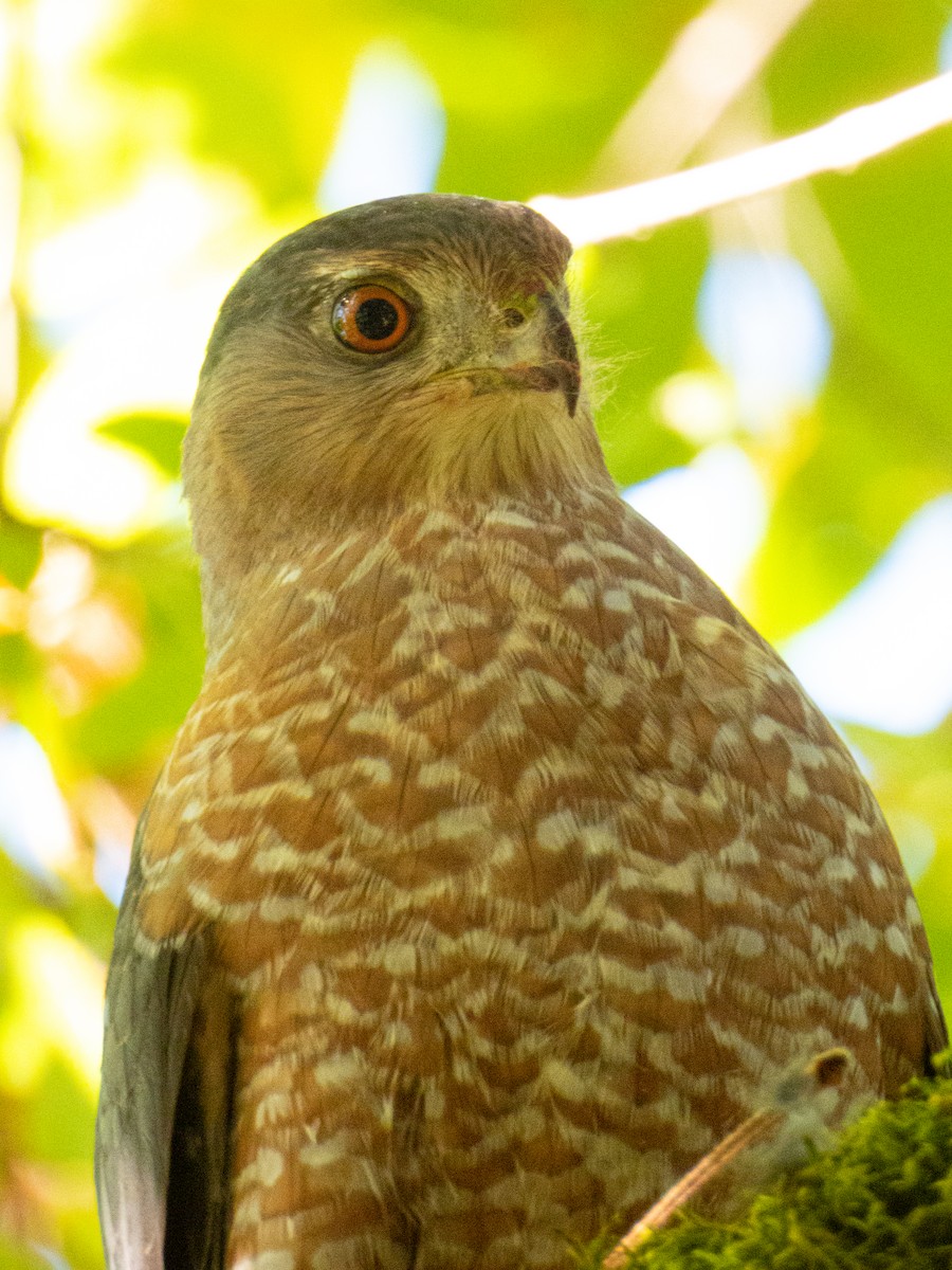 jestřáb americký - ML644062044