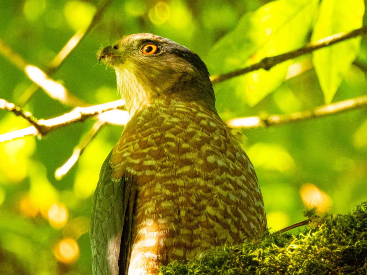 jestřáb americký - ML644062045