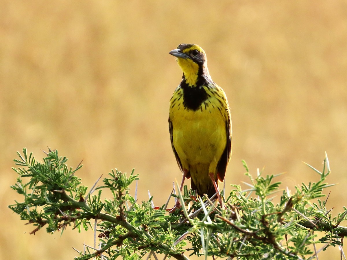 gulstrupepiplerke - ML644062046