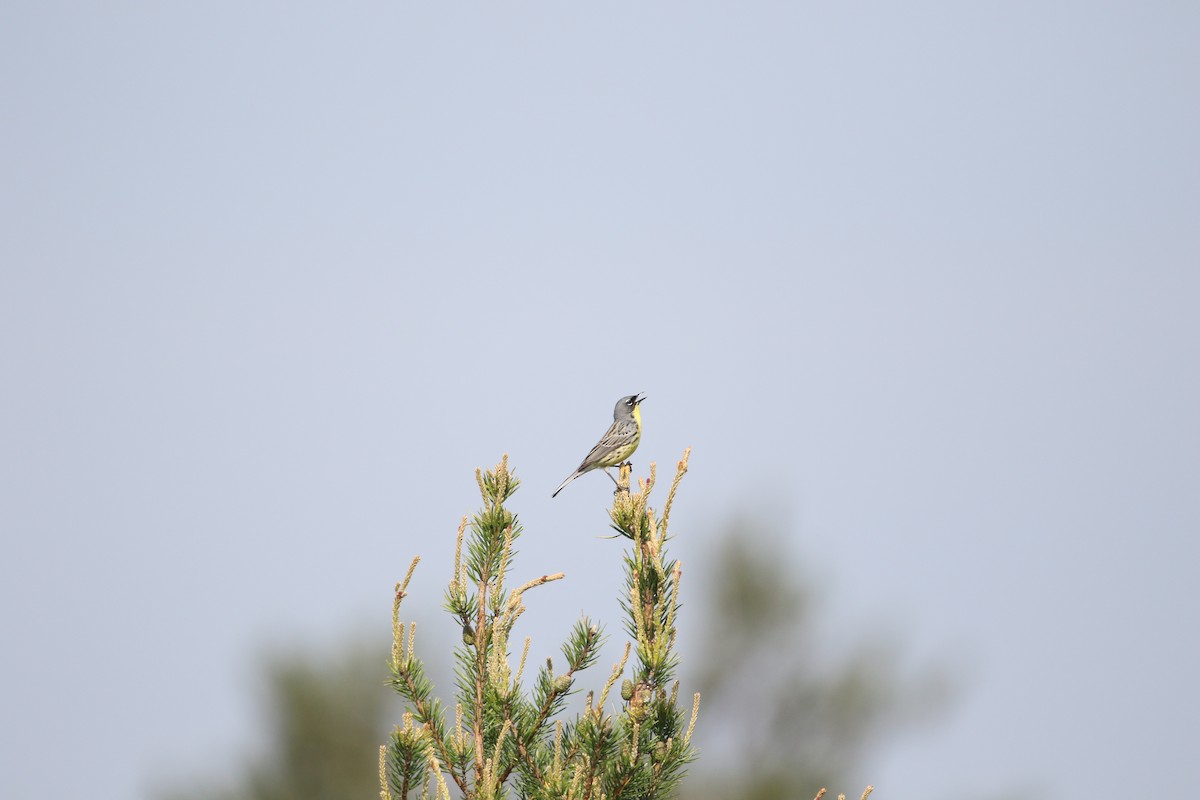 Kirtland Ötleğeni - ML644062049