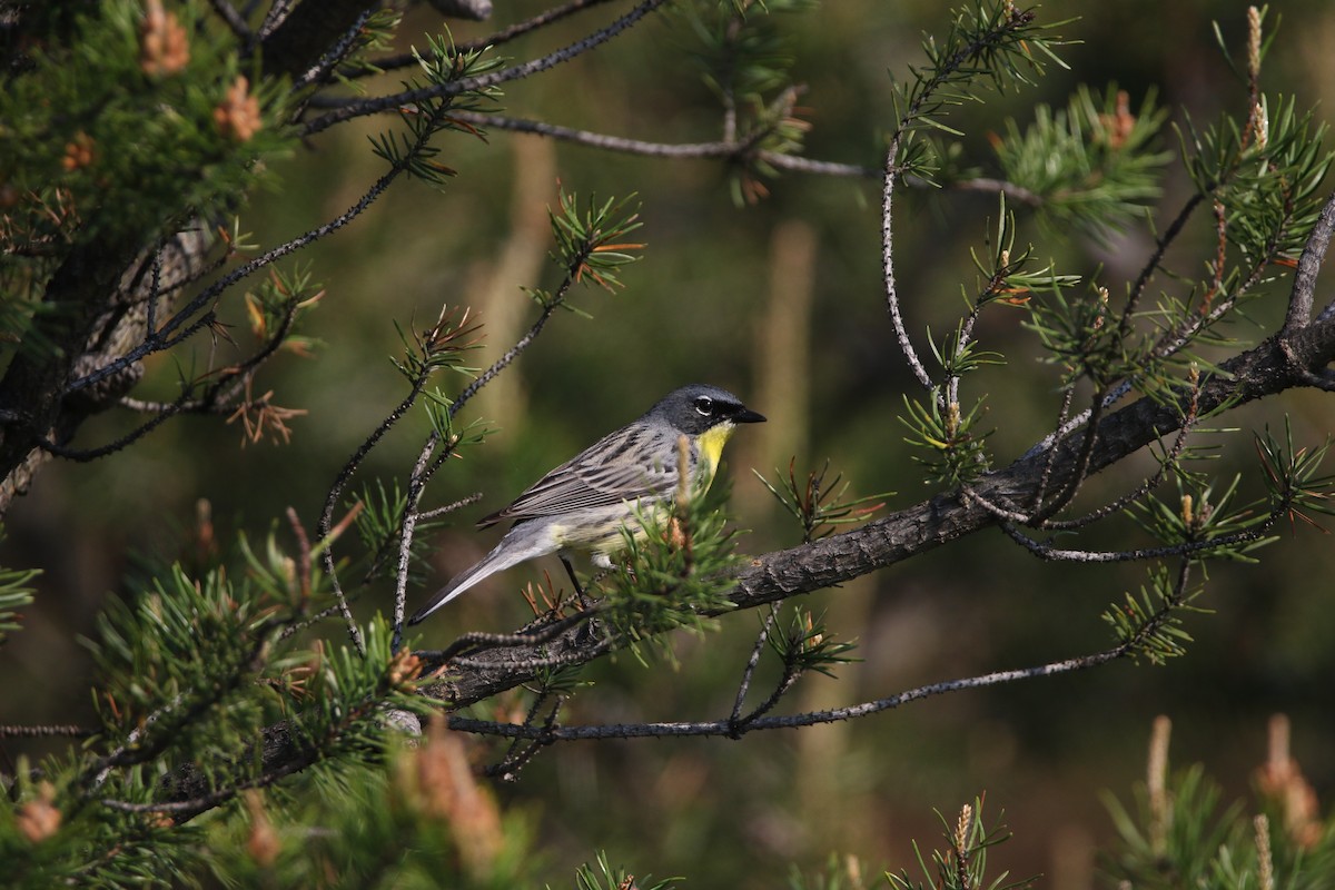 Kirtland Ötleğeni - ML644062050