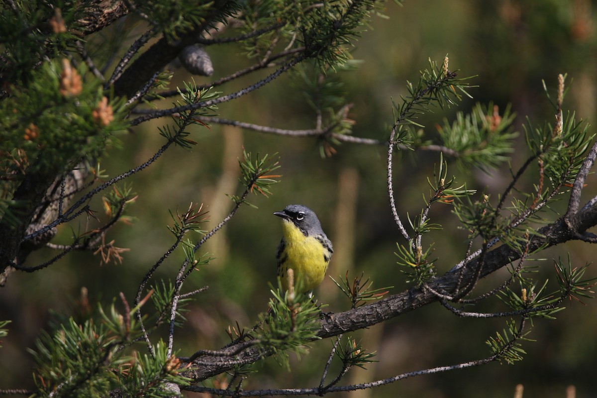 Kirtland Ötleğeni - ML644062051