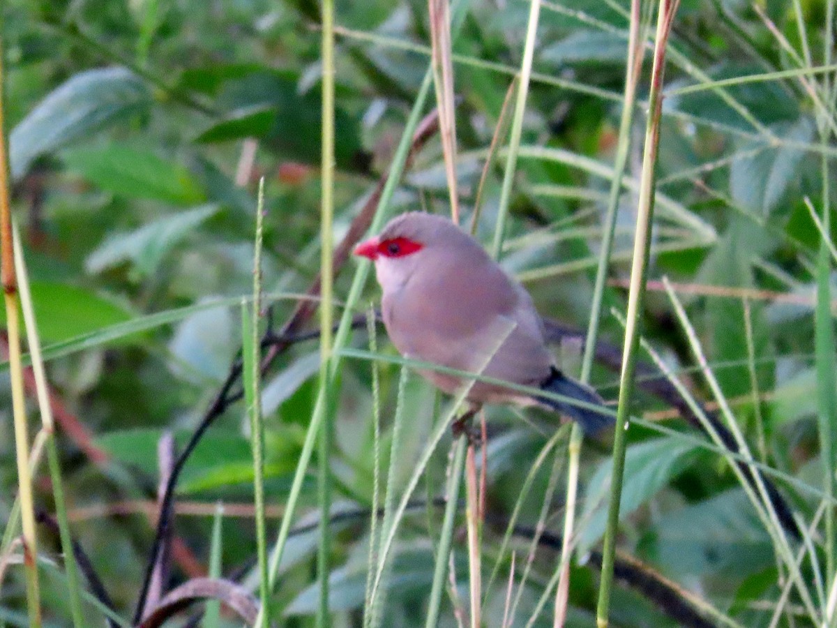 Black-rumped Waxbill - ML644062053
