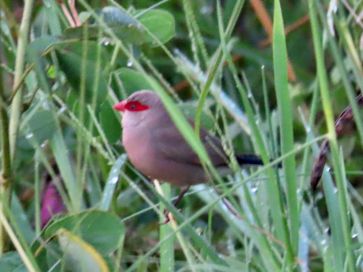 Black-rumped Waxbill - ML644062057