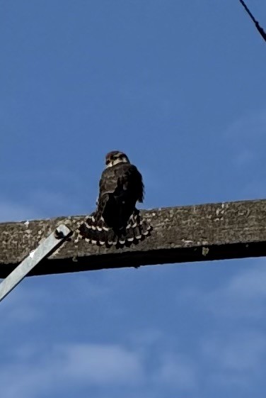 Merlin - ML644062066