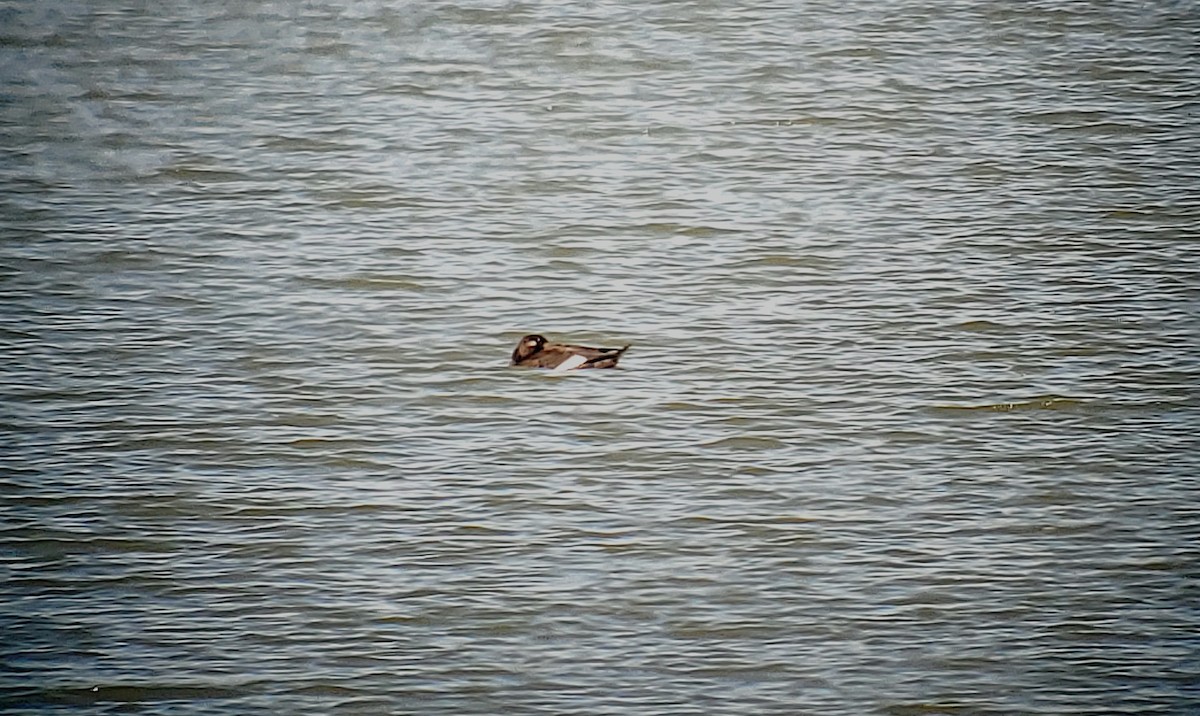 White-winged Scoter - ML644062067