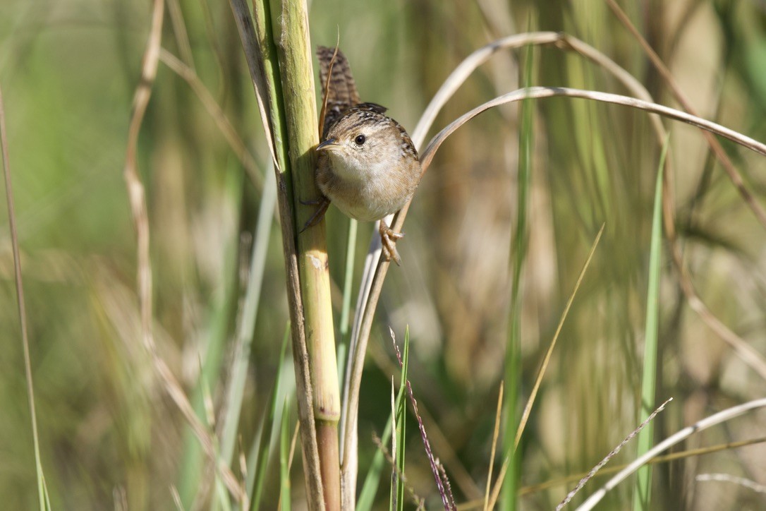 Sedge Wren - ML644062069