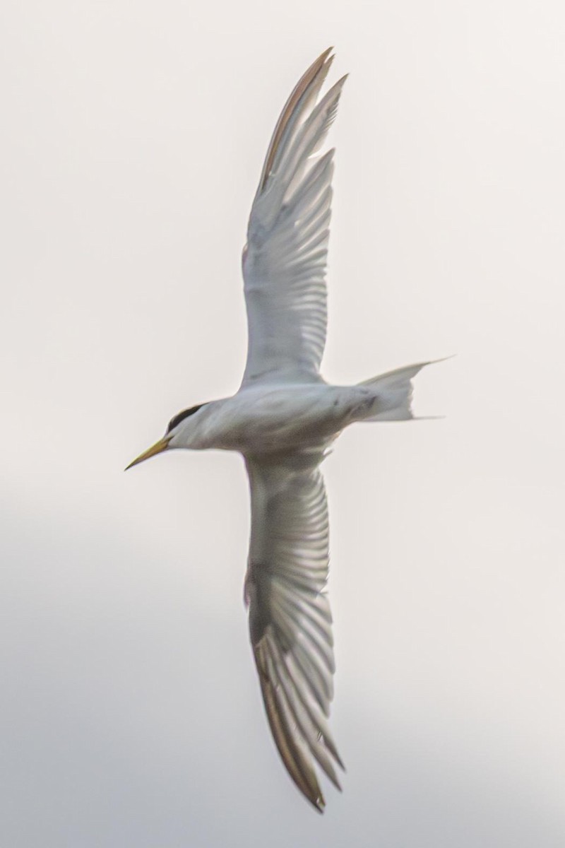 Little Tern - ML644062070