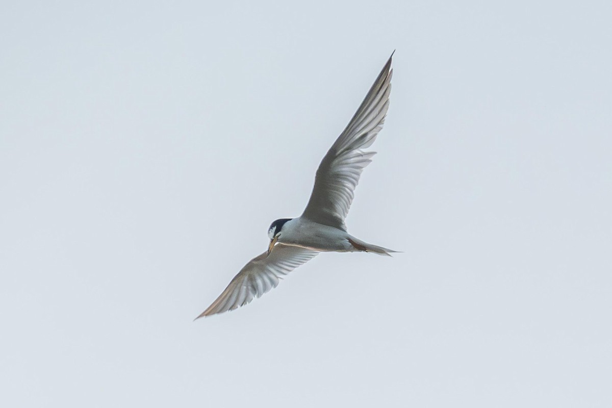 Little Tern - ML644062071