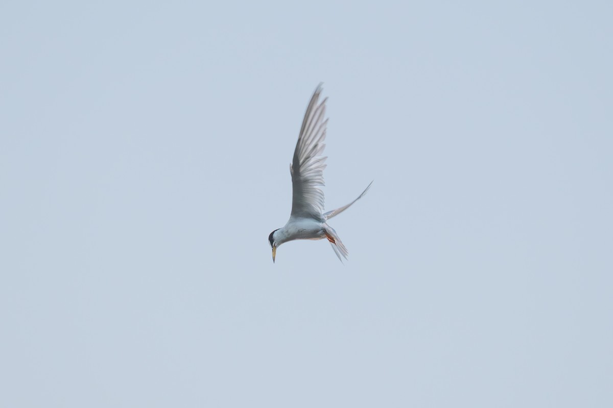 Little Tern - ML644062072