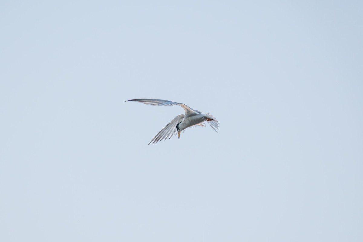 Little Tern - ML644062073