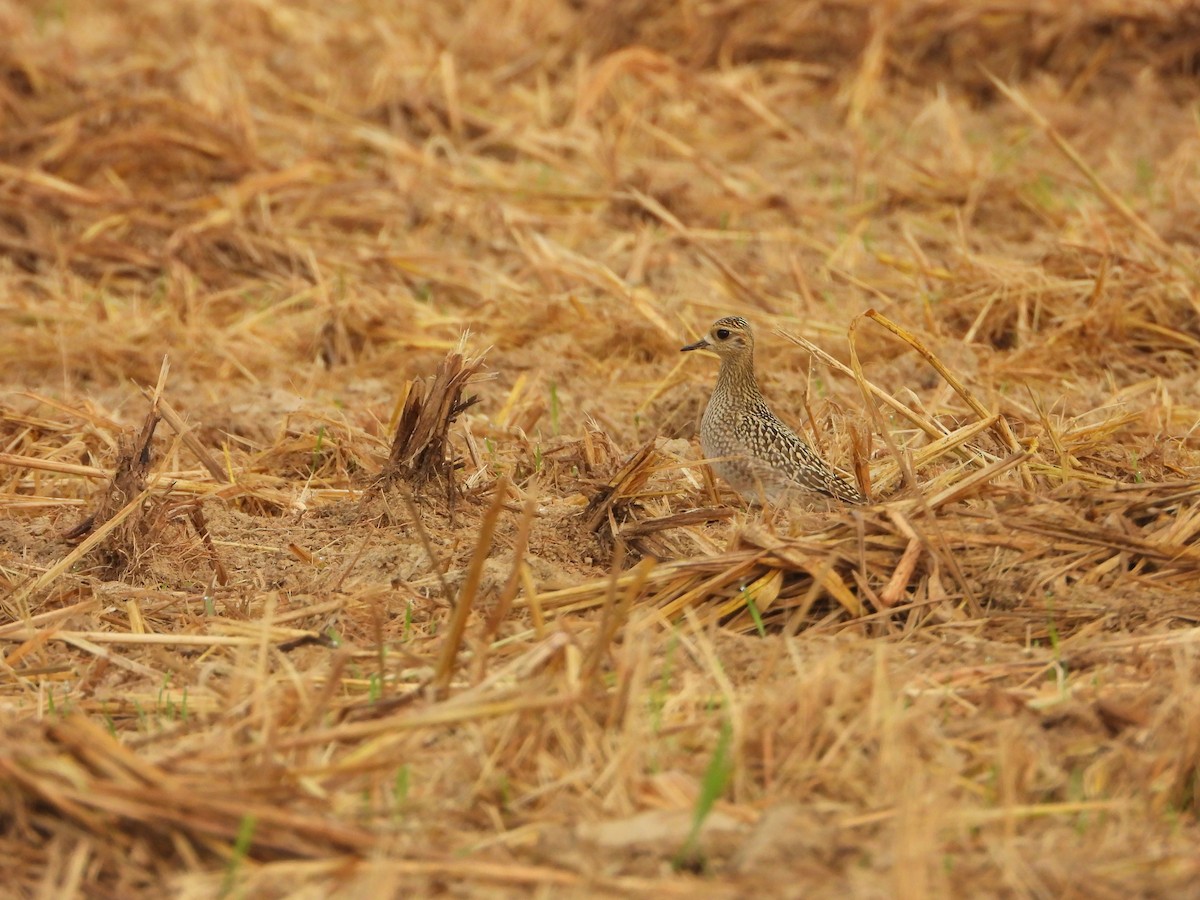 kulík pacifický - ML644062076