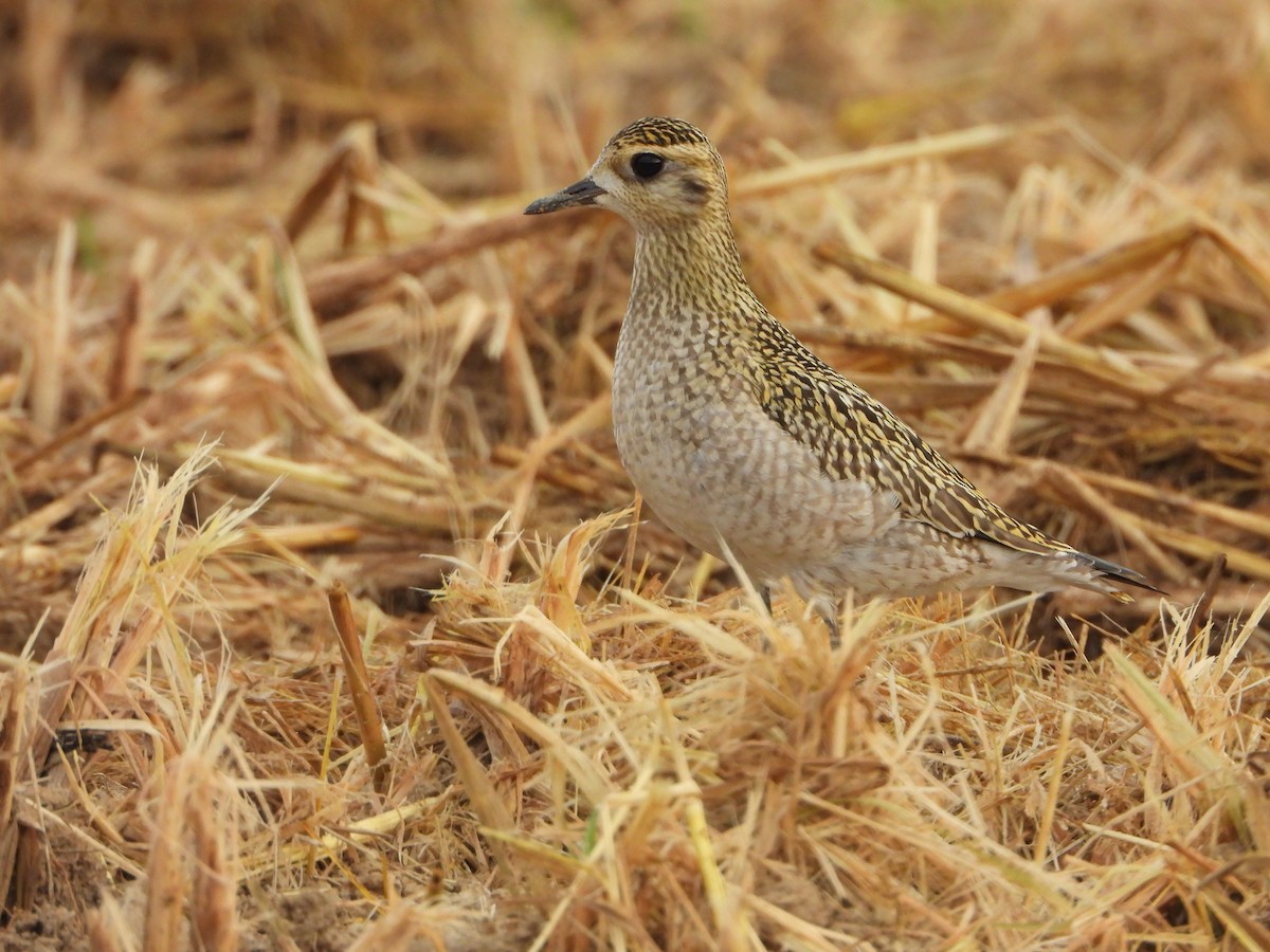 kulík pacifický - ML644062078