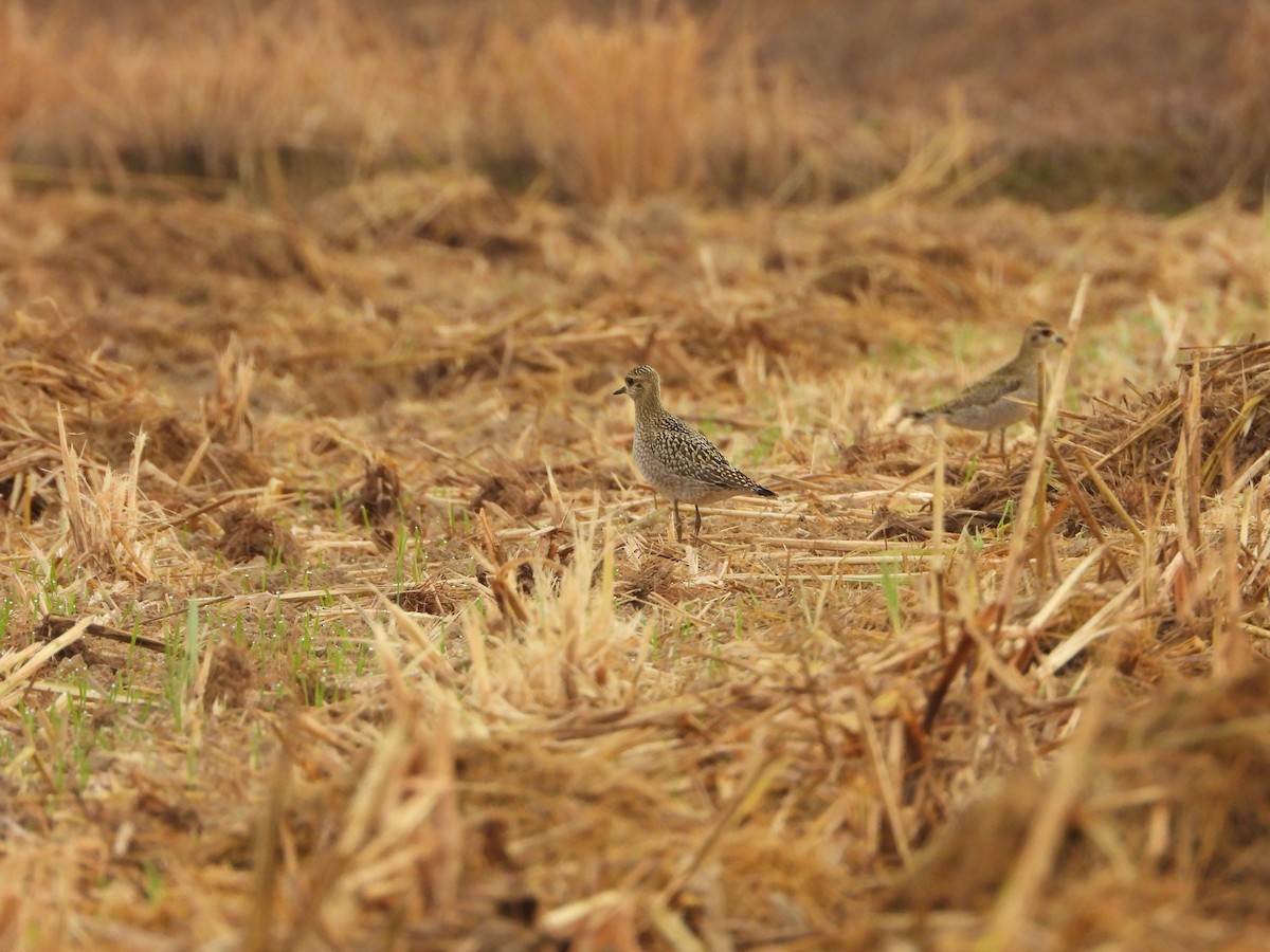 kulík pacifický - ML644062079