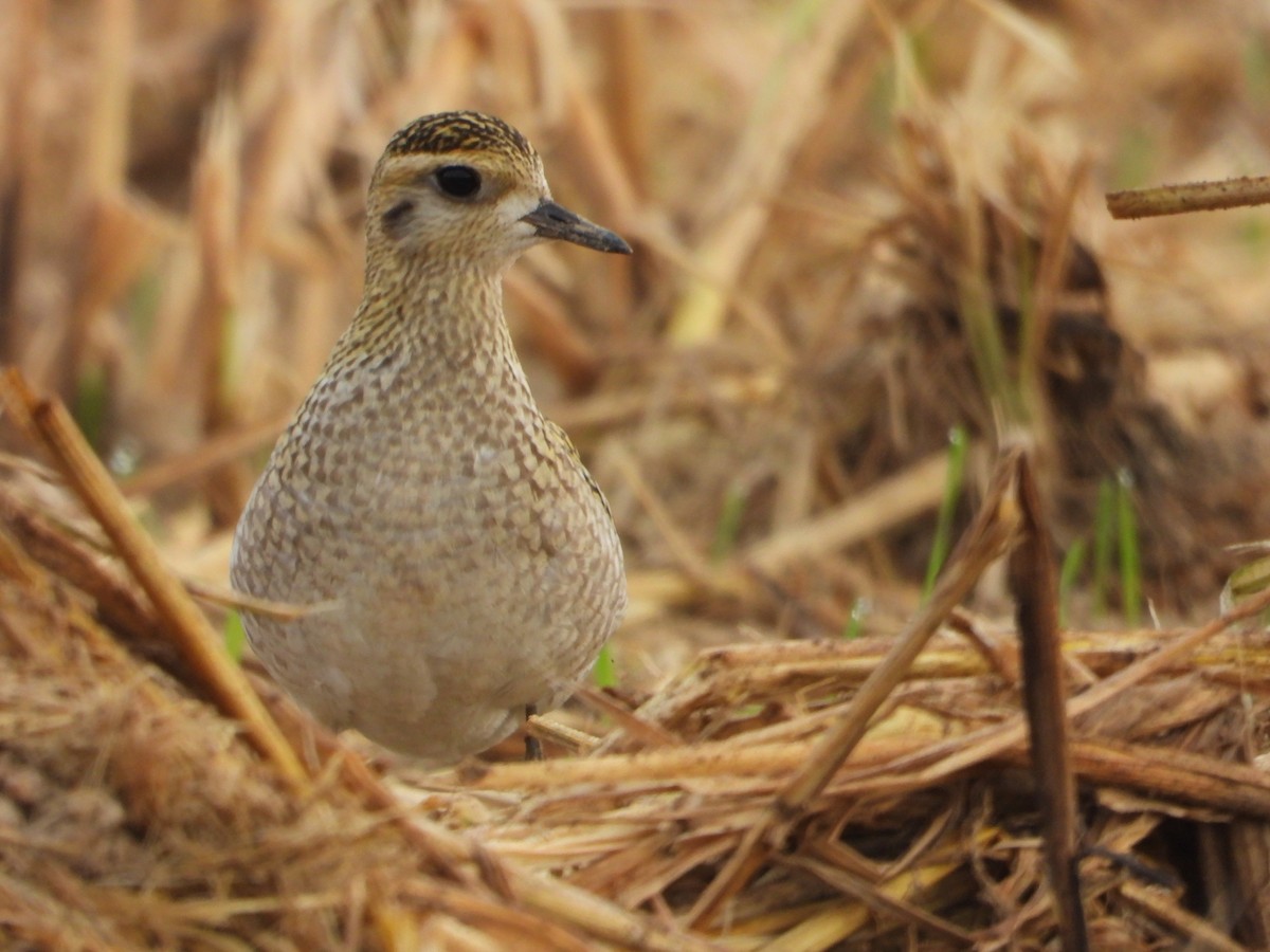 kulík pacifický - ML644062080