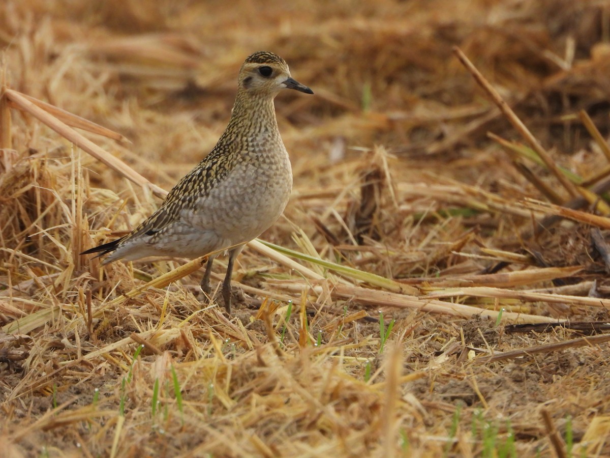 kulík pacifický - ML644062081