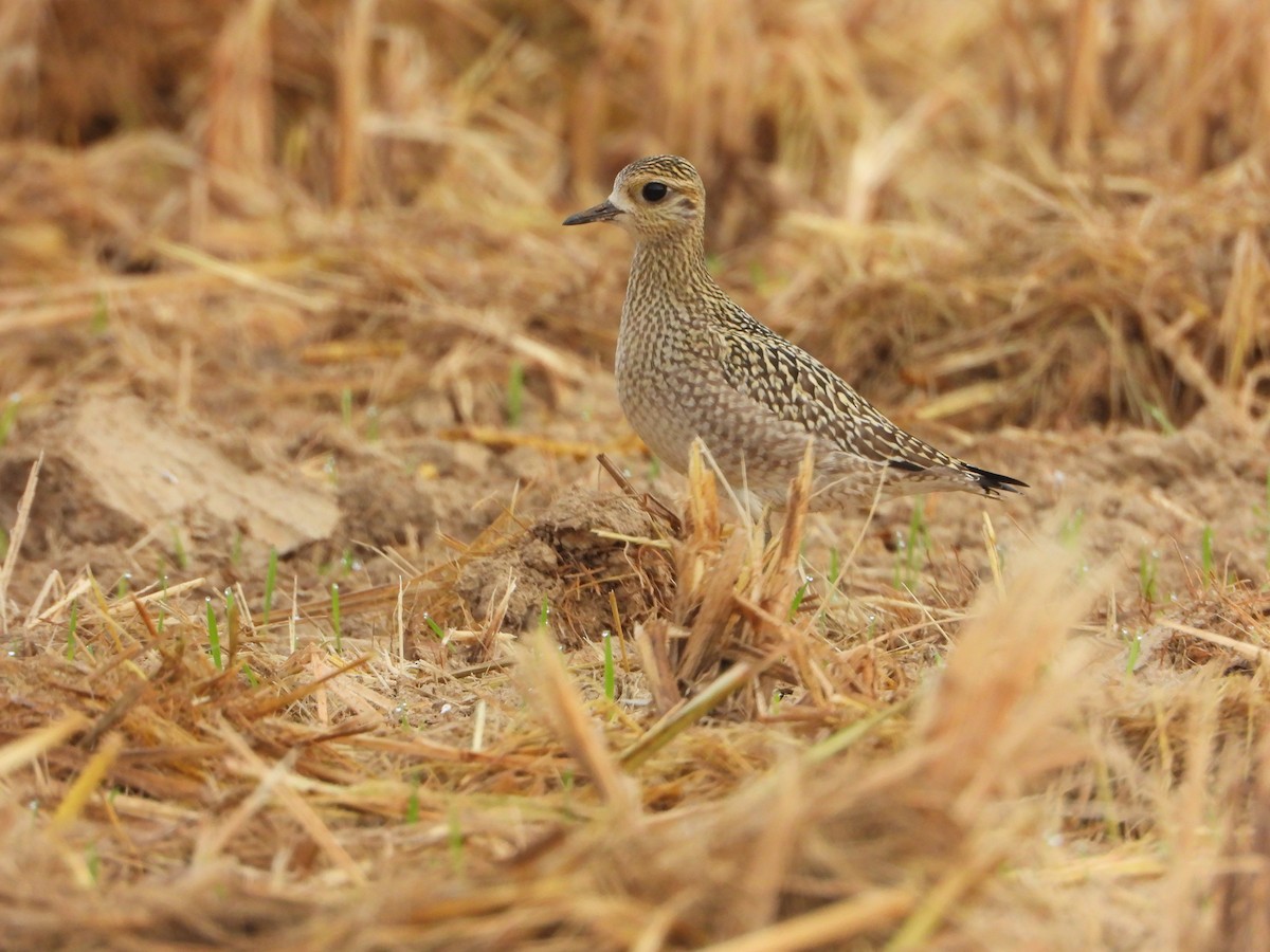 kulík pacifický - ML644062082