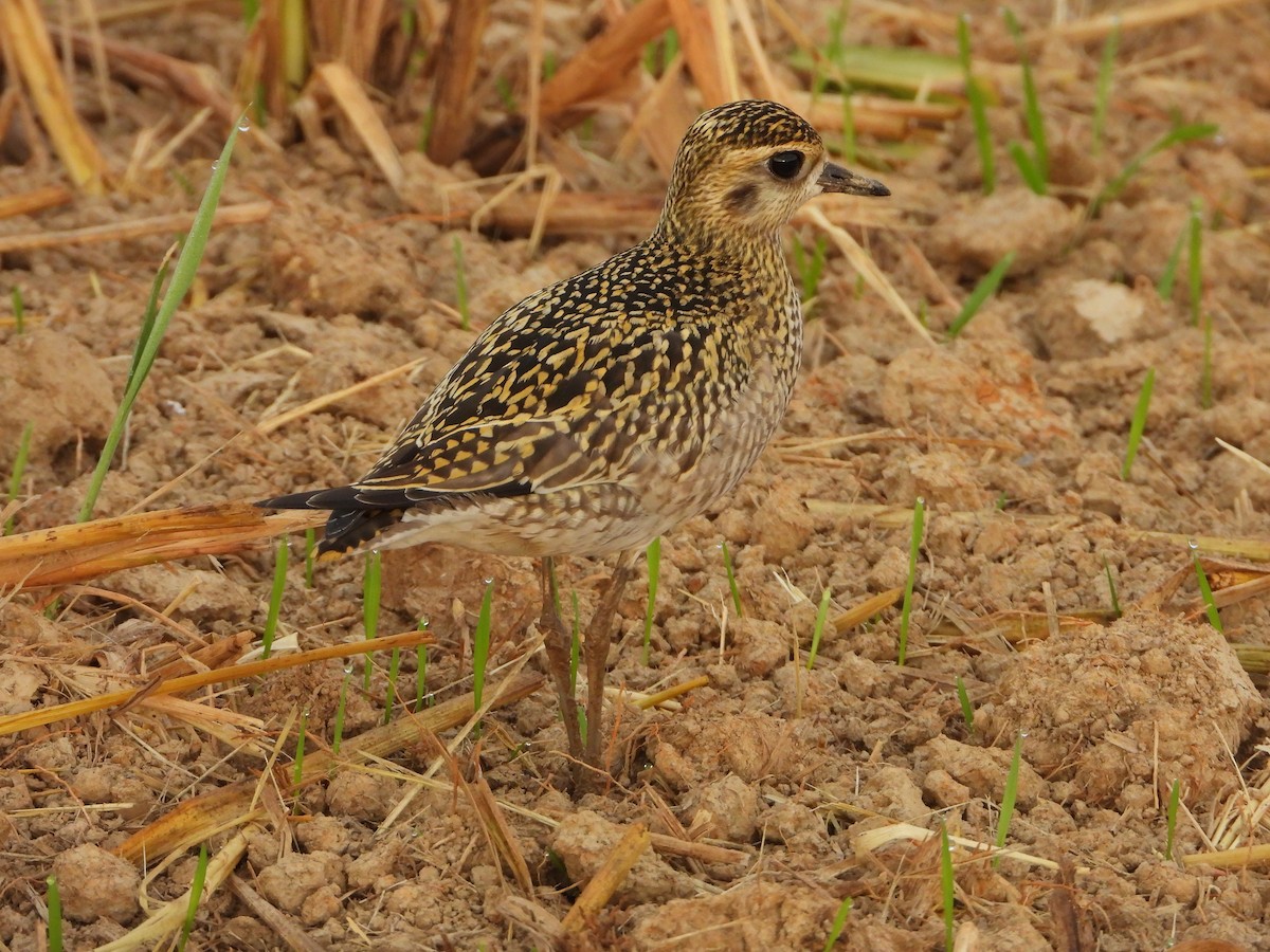 kulík pacifický - ML644062083