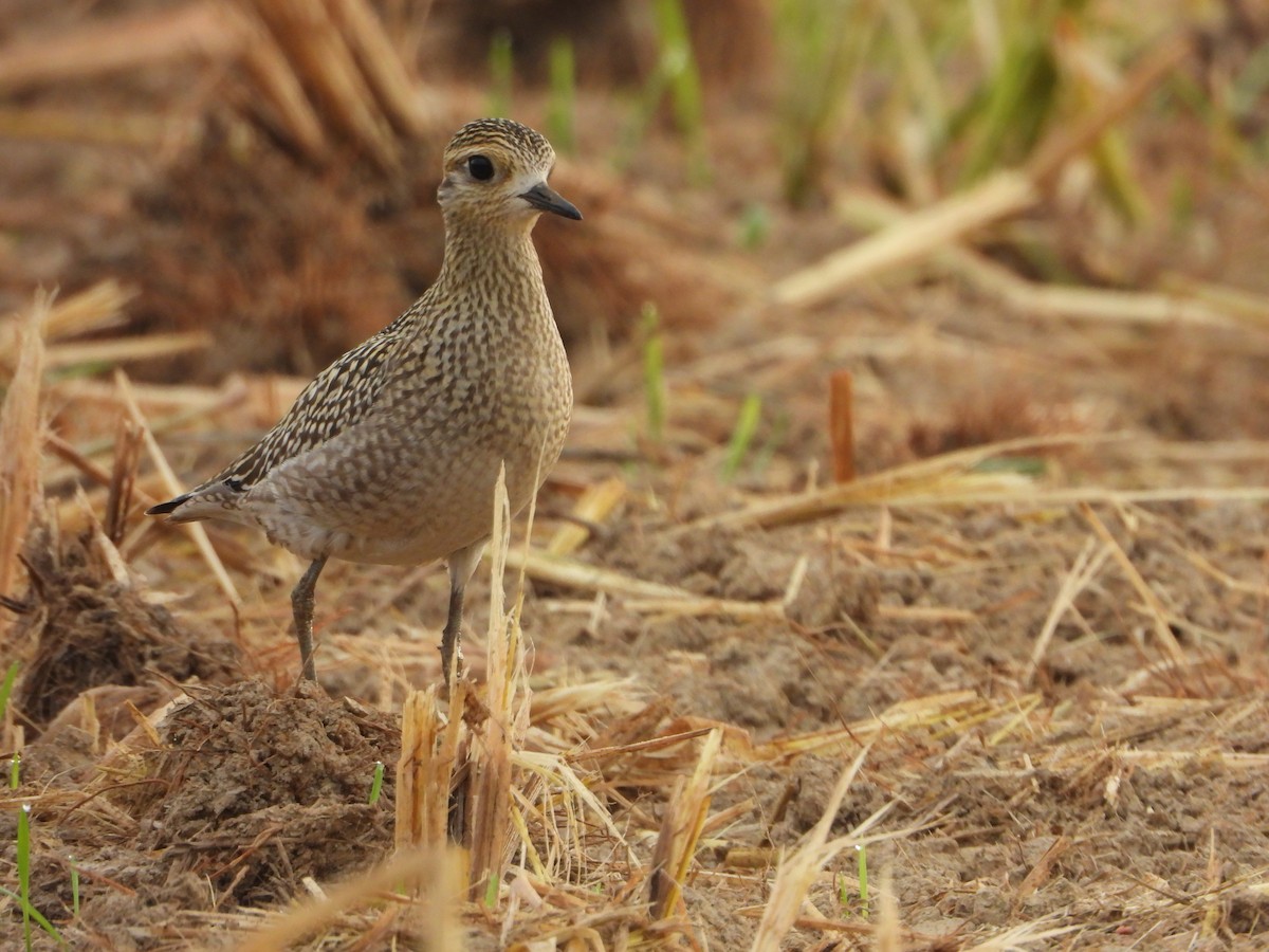 kulík pacifický - ML644062084