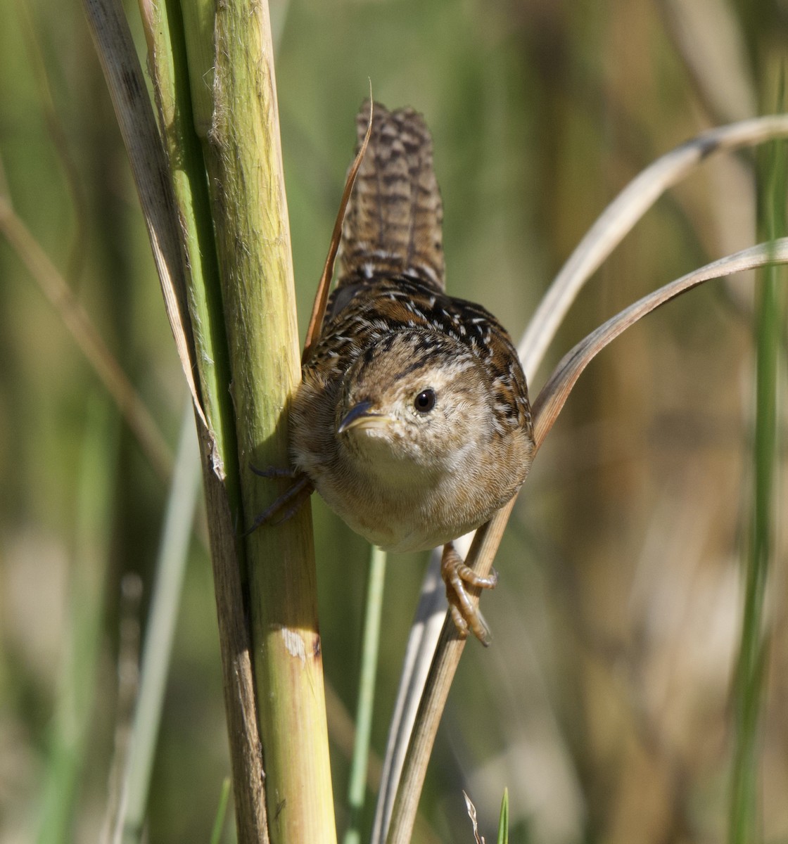 Sedge Wren - ML644062087