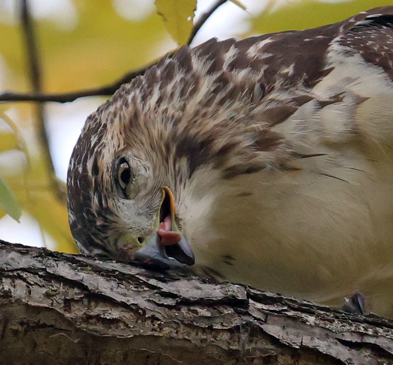 Red-tailed Hawk - ML644062098