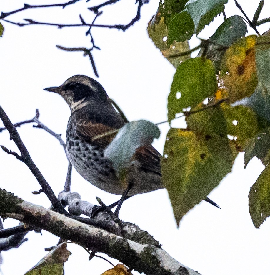 Dusky Thrush - ML644062109