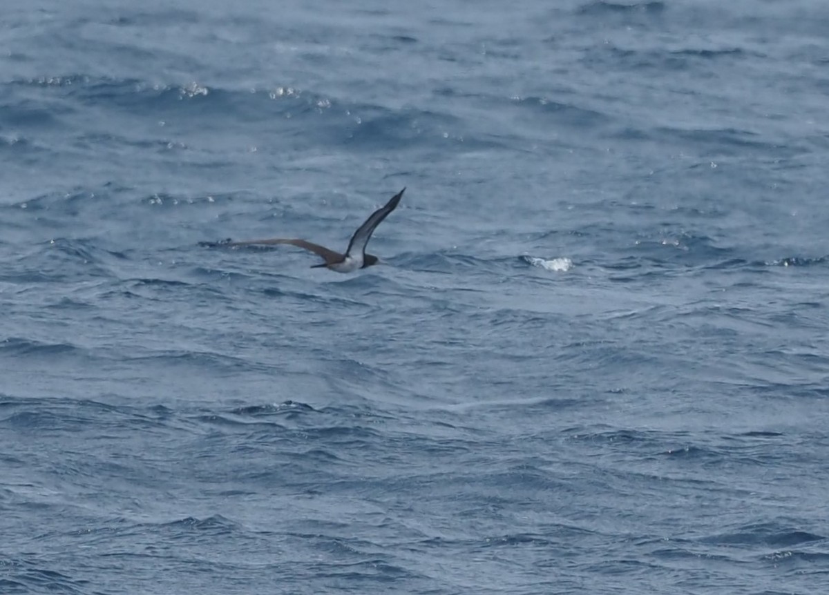 Cocos Booby - ML644062111