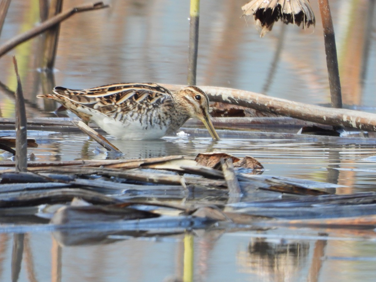bekasina otavní - ML644062121