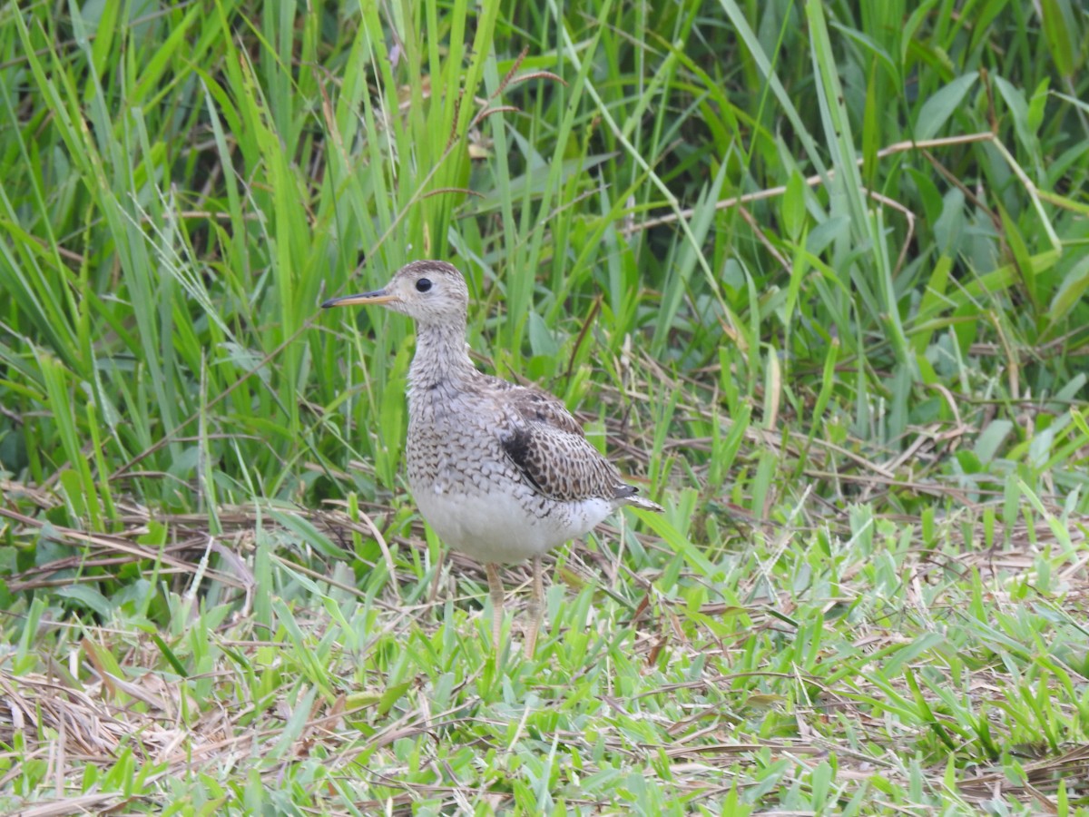Maubèche des champs - ML644062123
