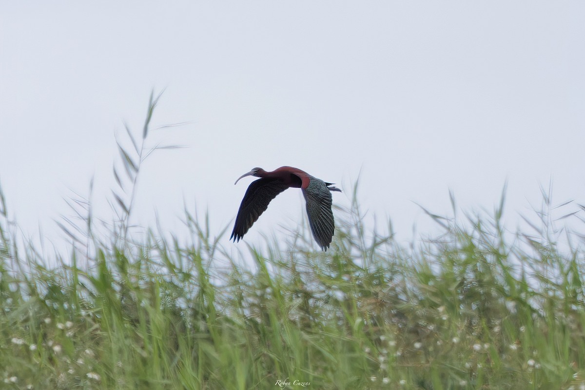 Glossy Ibis - ML644062125