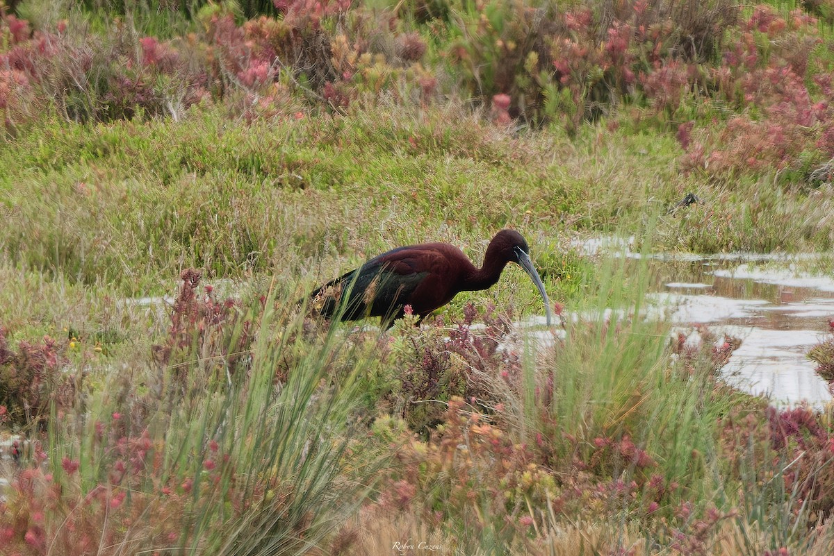 Glossy Ibis - ML644062127