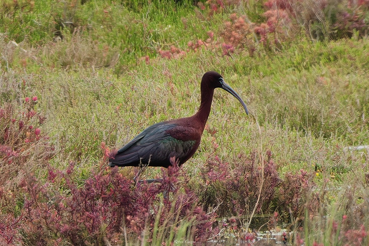 Glossy Ibis - ML644062128