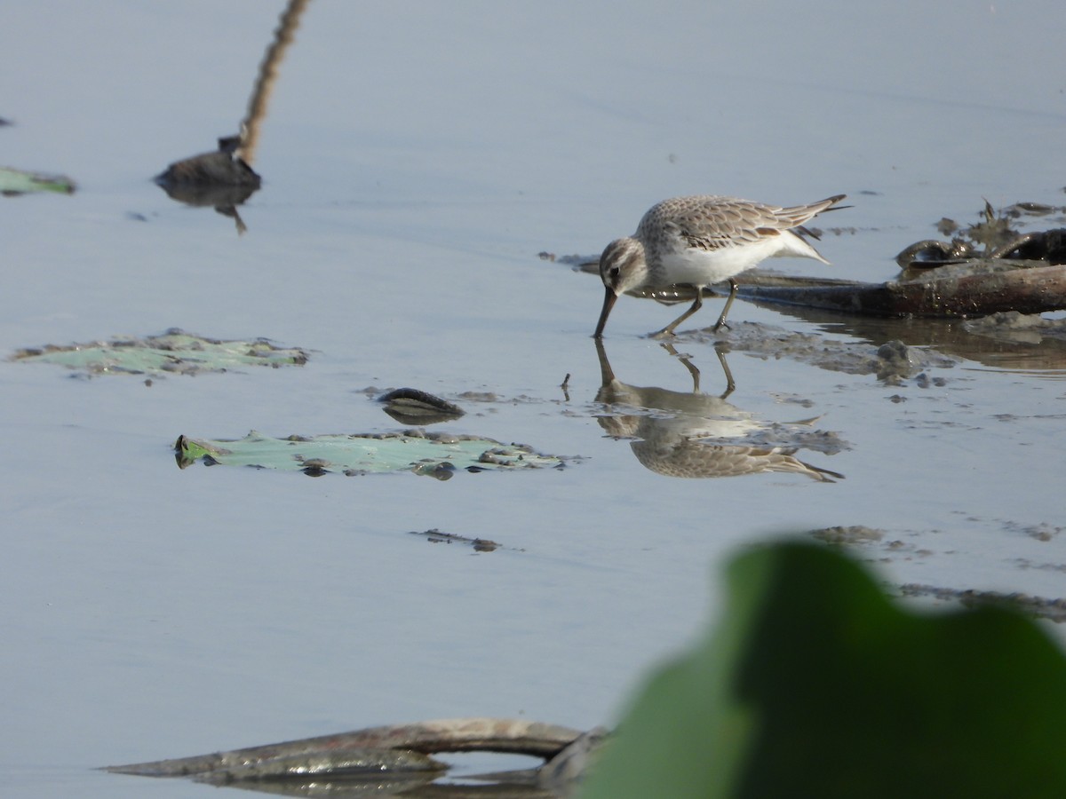 jespák obecný - ML644062129