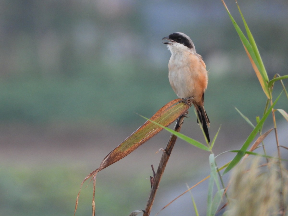 ťuhýk královský - ML644062138