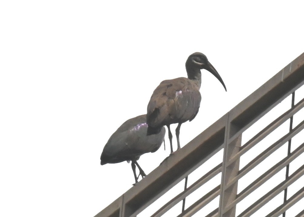 Ibis hagedash - ML644062143