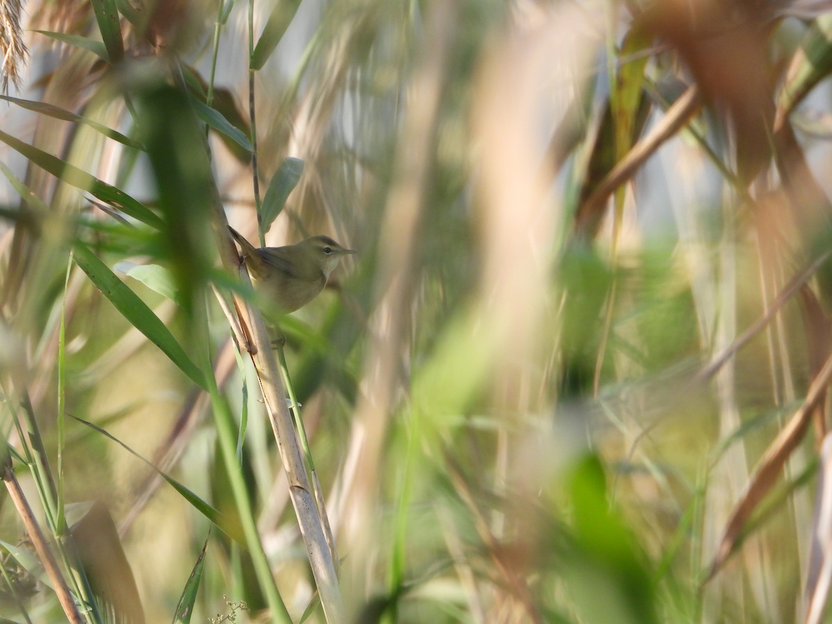 rákosník černobrvý - ML644062147