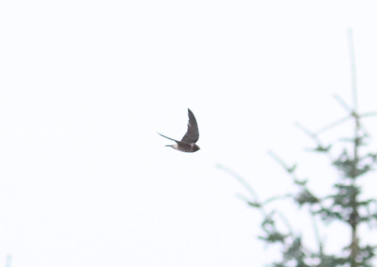 Cliff Swallow - ML644062154