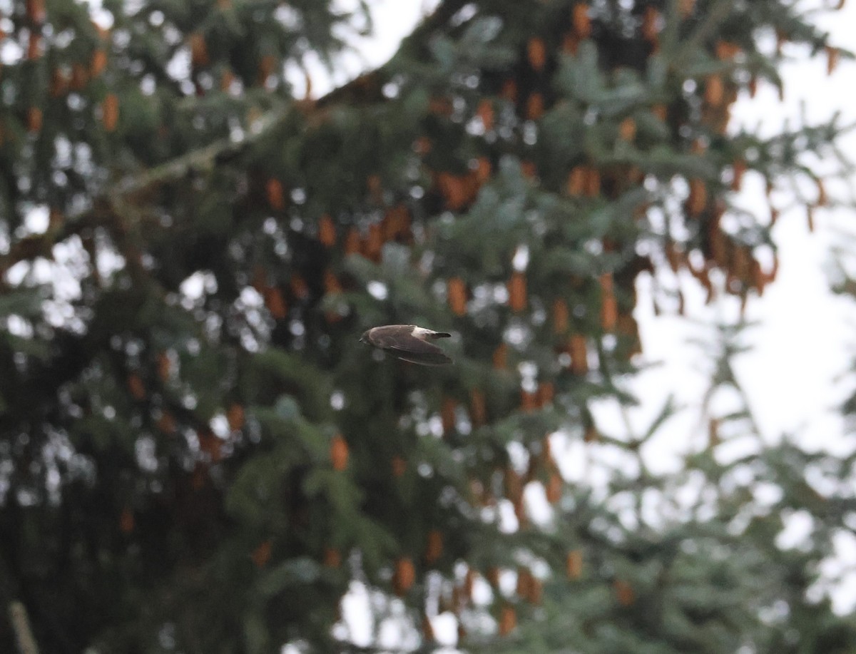 Cliff Swallow - ML644062155