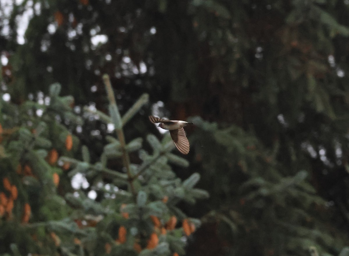 Cliff Swallow - ML644062156