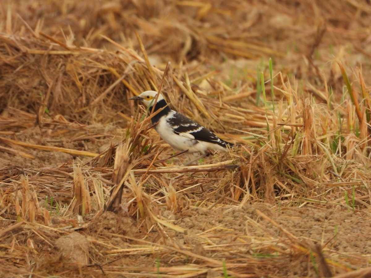 špaček černokrký - ML644062157