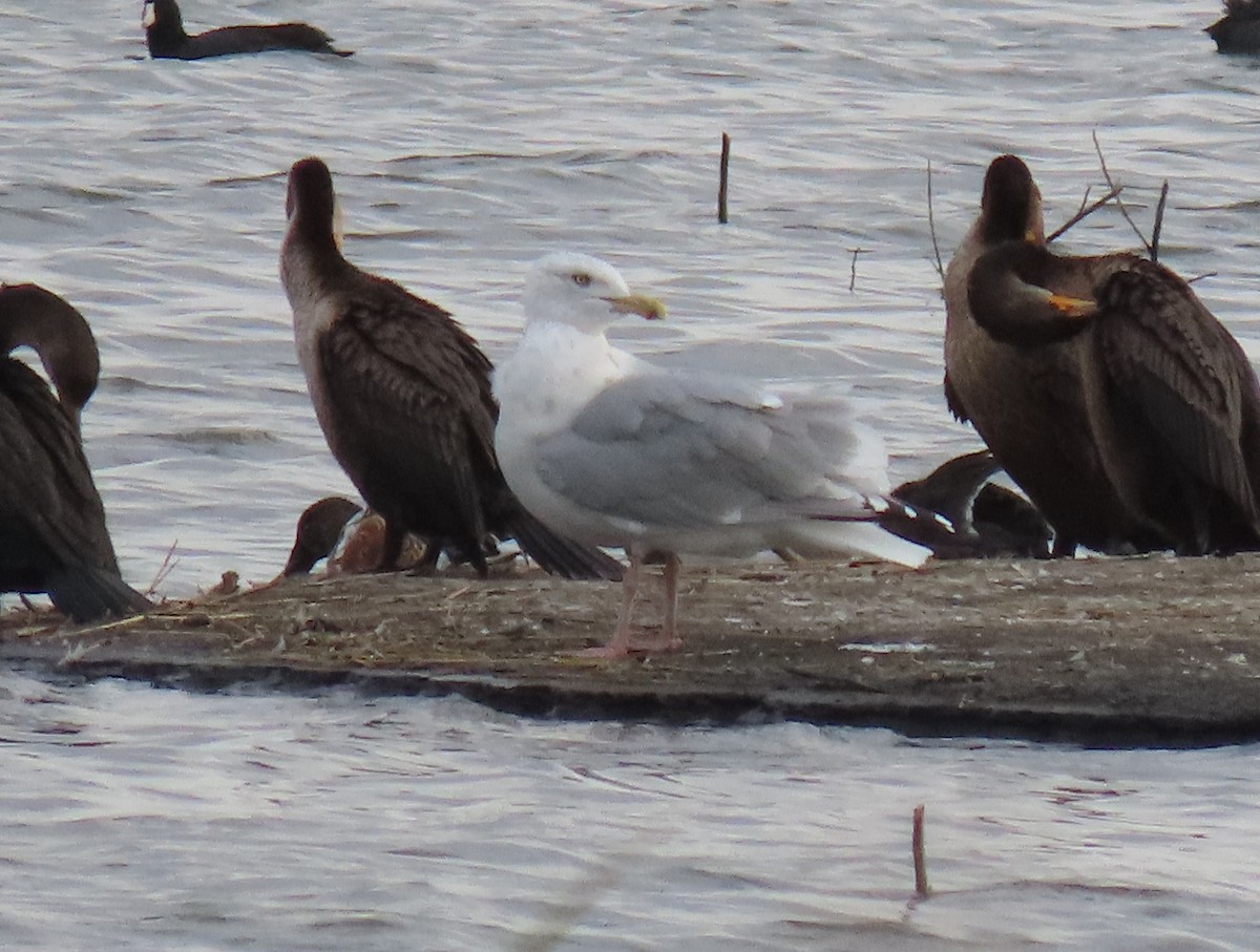 American Herring Gull - ML644062158