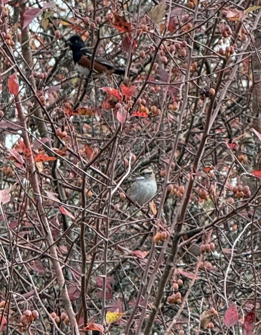 White-throated Sparrow - ML644062160