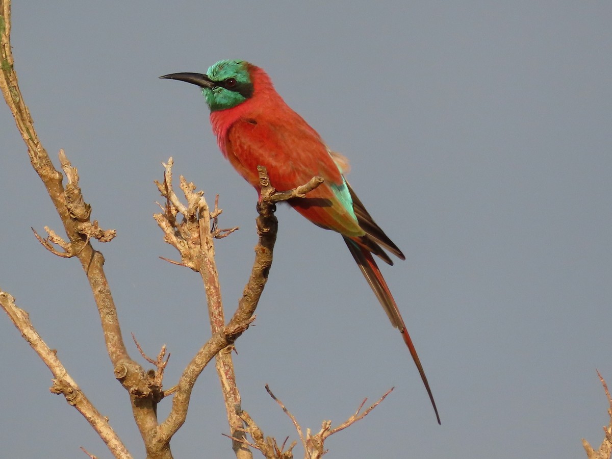 Нубийская щурка - ML644062166