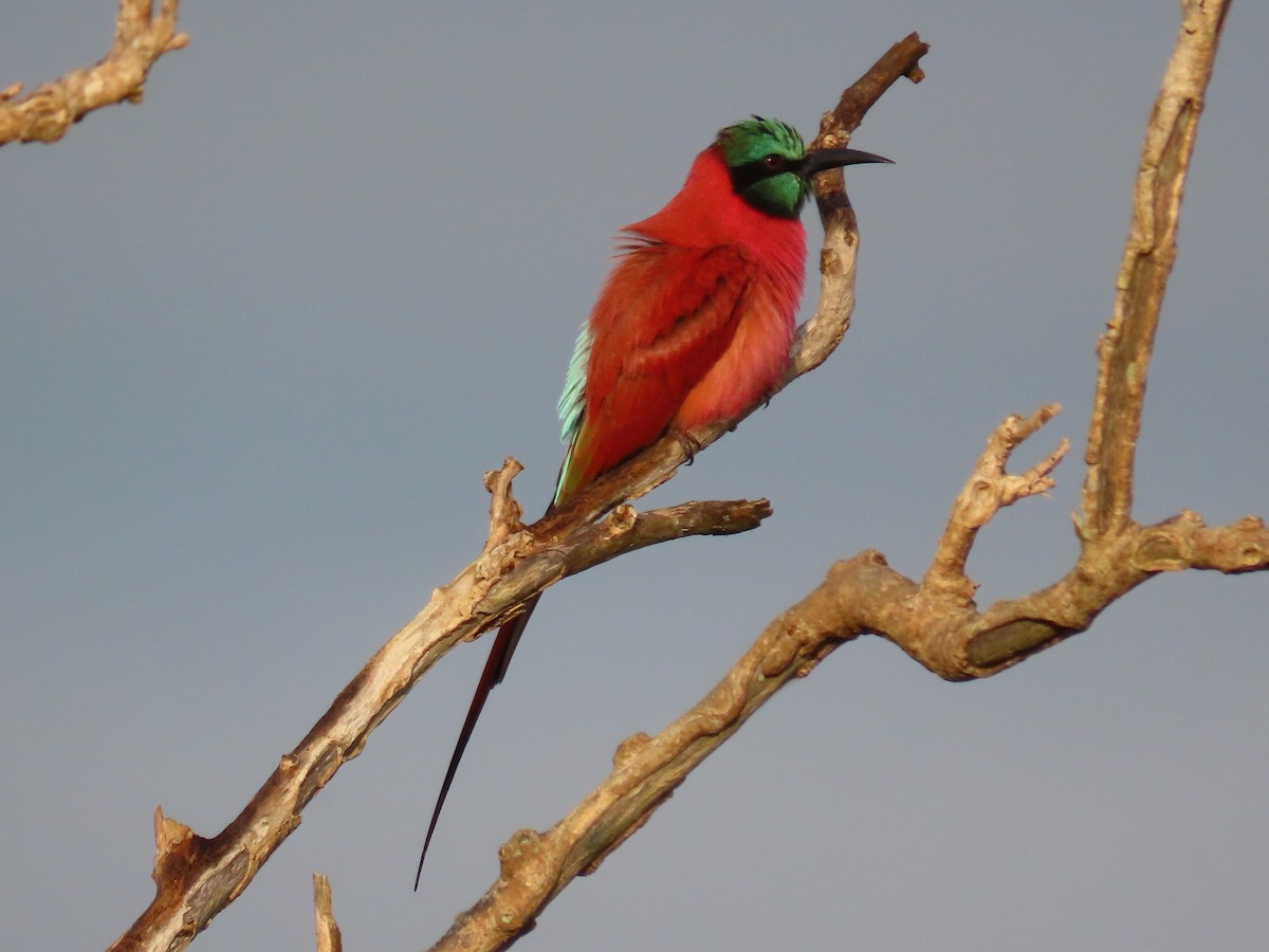 Нубийская щурка - ML644062168